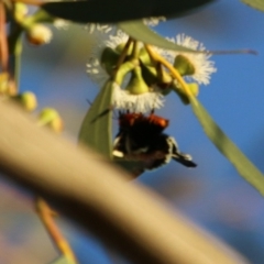 Phalaenoides glycinae at Hughes, ACT - 6 Nov 2020