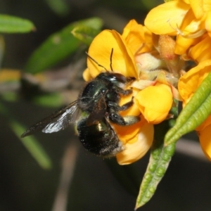 Xylocopa (Lestis) aerata at Acton, ACT - 6 Nov 2020