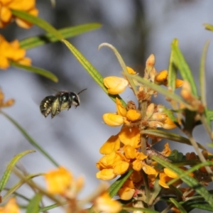 Xylocopa (Lestis) aerata at Acton, ACT - 6 Nov 2020