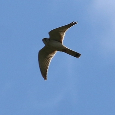 Falco cenchroides (Nankeen Kestrel) at West Wodonga, VIC - 5 Nov 2020 by Kyliegw