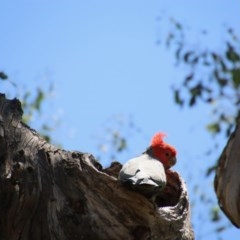 Callocephalon fimbriatum (Gang-gang Cockatoo) at Deakin, ACT - 3 Nov 2020 by LisaH