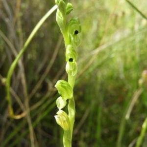 Hymenochilus bicolor (ACT) = Pterostylis bicolor (NSW) at Kambah, ACT - suppressed