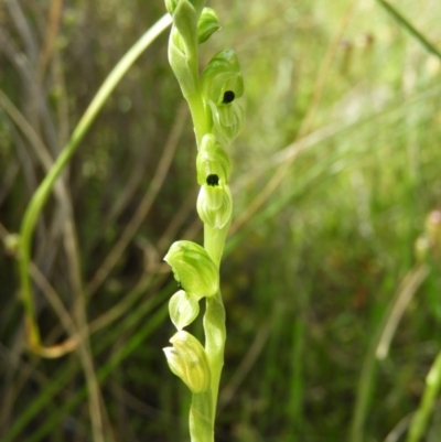 Hymenochilus bicolor (Black-tip Greenhood) at Kambah, ACT - 1 Nov 2020 by MatthewFrawley