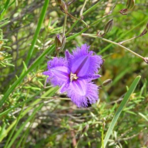 Thysanotus tuberosus subsp. tuberosus at Kambah, ACT - 1 Nov 2020