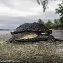 Chelodina longicollis (Eastern Long-necked Turtle) at Parkes, ACT - 5 Nov 2020 by BIrdsinCanberra