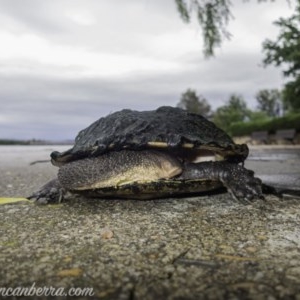 Chelodina longicollis at Parkes, ACT - 5 Nov 2020