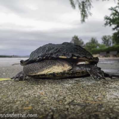 Chelodina longicollis (Eastern Long-necked Turtle) at Parkes, ACT - 4 Nov 2020 by BIrdsinCanberra