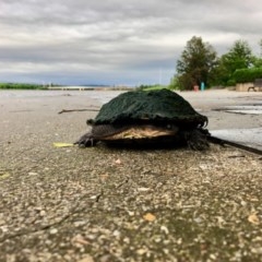 Chelodina longicollis at Parkes, ACT - 5 Nov 2020