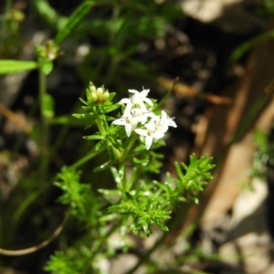 Asperula conferta at Kambah, ACT - 1 Nov 2020