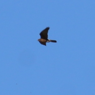 Falco berigora (Brown Falcon) at Wodonga, VIC - 6 Nov 2020 by KylieWaldon