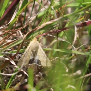 Helicoverpa (genus) at Cook, ACT - 21 Oct 2020