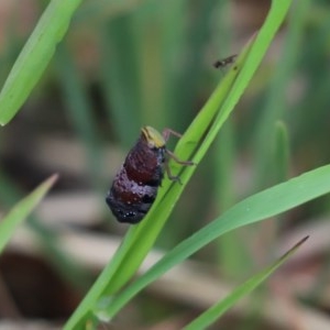 Platybrachys decemmacula at Cook, ACT - 27 Oct 2020