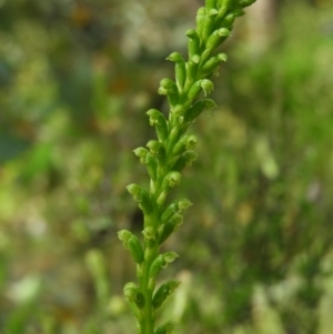 Microtis parviflora at Kambah, ACT - suppressed