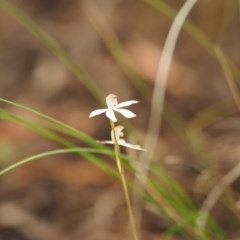 Caladenia moschata (Musky Caps) at Urila, NSW - 24 Oct 2020 by bambararick