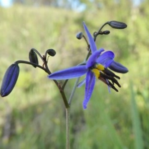 Dianella revoluta var. revoluta at Yass River, NSW - 6 Nov 2020