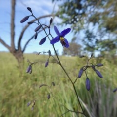 Dianella revoluta var. revoluta at Yass River, NSW - 6 Nov 2020