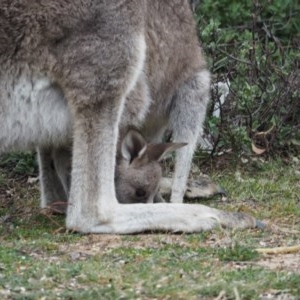 Macropus giganteus at Urila, NSW - 6 Nov 2020 06:42 PM