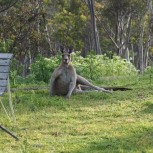 Macropus giganteus at Urila, NSW - 6 Nov 2020 06:42 PM