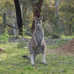 Macropus giganteus at Urila, NSW - 6 Nov 2020 06:42 PM