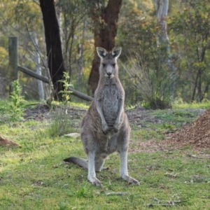 Macropus giganteus at Urila, NSW - 6 Nov 2020 06:42 PM