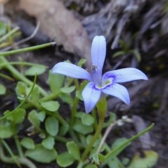 Isotoma fluviatilis subsp. australis (Swamp Isotome) at Yass River, NSW - 4 Nov 2020 by SenexRugosus