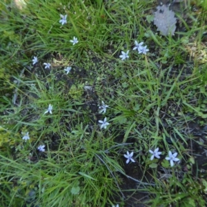 Isotoma fluviatilis subsp. australis at Yass River, NSW - 4 Nov 2020 01:46 PM