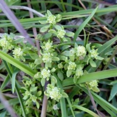 Poranthera microphylla (Small Poranthera) at Yass River, NSW - 6 Nov 2020 by SenexRugosus