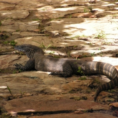 Varanus rosenbergi (Heath or Rosenberg's Monitor) at Urila, NSW - 28 Dec 2014 by bambararick