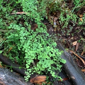 Adiantum aethiopicum at Wee Jasper, NSW - 5 Nov 2020