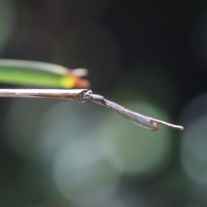 Austrolestes sp. (genus) at Cook, ACT - 1 Nov 2020