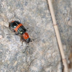 Dicranolaius bellulus at Molonglo River Reserve - 1 Nov 2020 11:58 AM