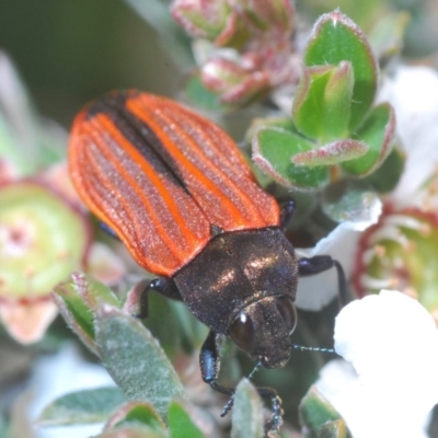 Castiarina erythroptera (Lycid Mimic Jewel Beetle) at Lower Boro, NSW - 6 Nov 2020 by Harrisi