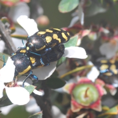 Castiarina octospilota (A Jewel Beetle) at Lower Boro, NSW - 6 Nov 2020 by Harrisi