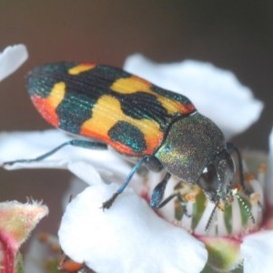 Castiarina sexplagiata at Lower Boro, NSW - 6 Nov 2020