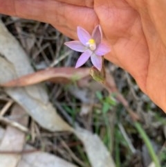 Thelymitra sp. (A Sun Orchid) at Wee Jasper, NSW - 2 Nov 2020 by SimoneC
