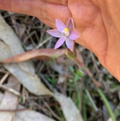 Thelymitra sp. (A Sun Orchid) at Wee Jasper State Forest - 2 Nov 2020 by SimoneC
