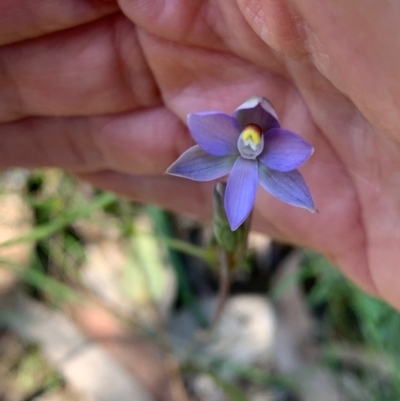 Thelymitra sp. (A Sun Orchid) at Wee Jasper, NSW - 3 Nov 2020 by SimoneC