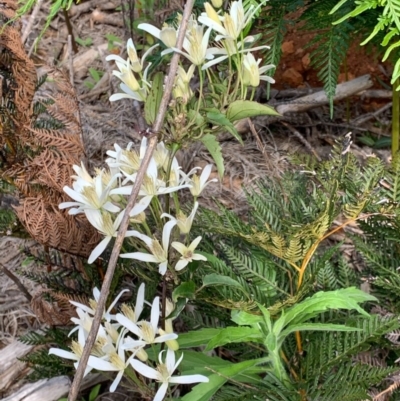 Clematis aristata (Mountain Clematis) at Wee Jasper State Forest - 2 Nov 2020 by SimoneC