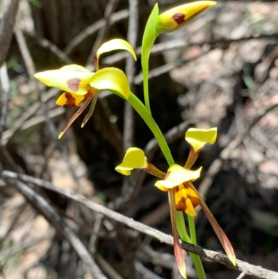 Diuris sulphurea (Tiger Orchid) at Wee Jasper, NSW - 2 Nov 2020 by SimoneC
