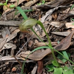 Pterostylis nutans (Nodding Greenhood) at Wee Jasper, NSW - 2 Nov 2020 by SimoneC