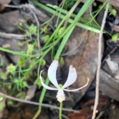 Caladenia ustulata (Brown Caps) at Wee Jasper, NSW - 2 Nov 2020 by SimoneC