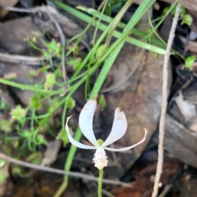 Caladenia ustulata (Brown Caps) at Wee Jasper, NSW - 2 Nov 2020 by SimoneC