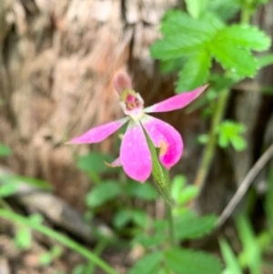 Caladenia carnea at Wee Jasper, NSW - 2 Nov 2020