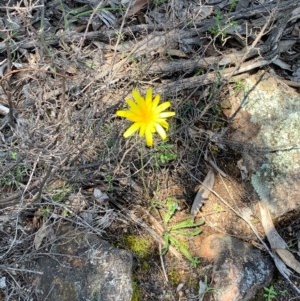 Microseris walteri at Wee Jasper, NSW - 2 Nov 2020