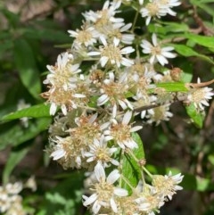 Olearia lirata (Snowy Daisybush) at Wee Jasper, NSW - 2 Nov 2020 by SimoneC