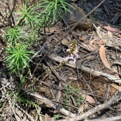 Stylidium sp. (Trigger Plant) at Wee Jasper State Forest - 2 Nov 2020 by SimoneC
