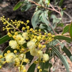 Acacia falciformis (Broad-leaved Hickory) at Wee Jasper, NSW - 2 Nov 2020 by SimoneC