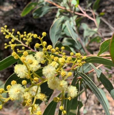 Acacia falciformis (Broad-leaved Hickory) at Wee Jasper, NSW - 2 Nov 2020 by SimoneC