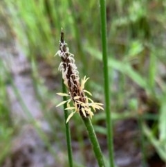 Eleocharis sp. (Spike-rush) at Murrumbateman, NSW - 5 Oct 2020 by SimoneC