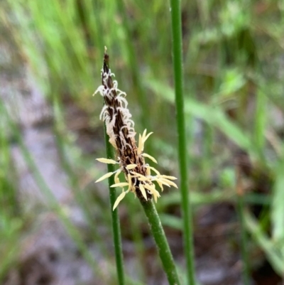 Eleocharis sp. (Spike-rush) at Murrumbateman, NSW - 5 Oct 2020 by SimoneC